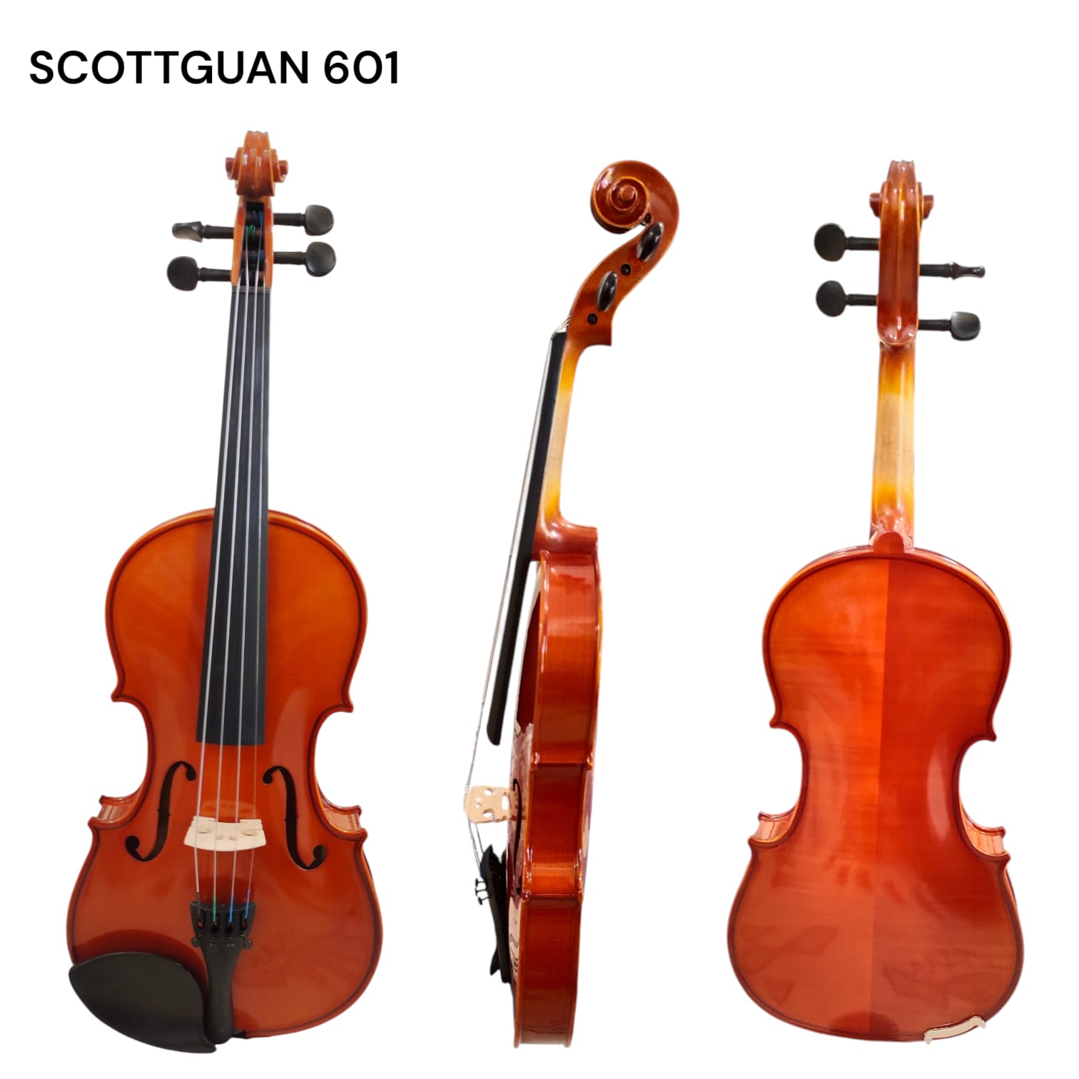 BIOLA SCOTTGUAN 601